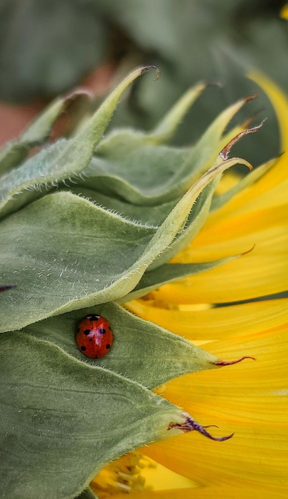 Фотография автора Анастасия Мамаева