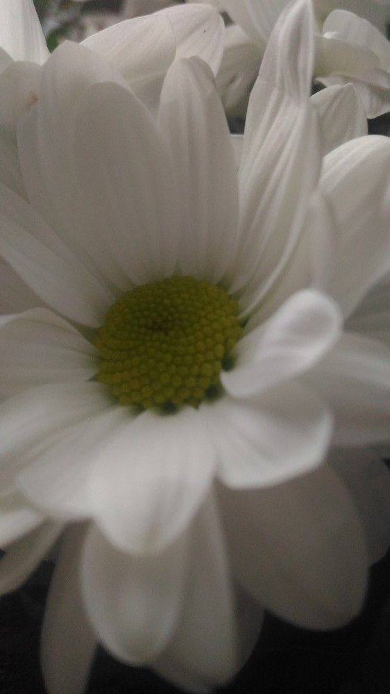 Photograph by Диана Янковская