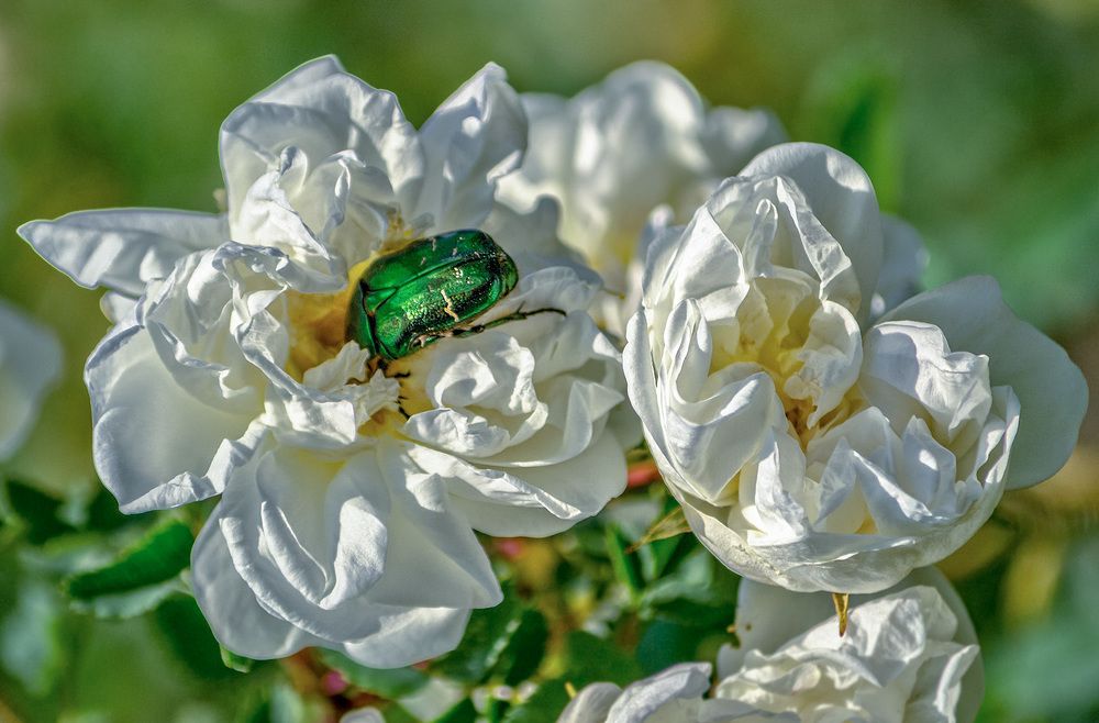 Зефир из шиповника