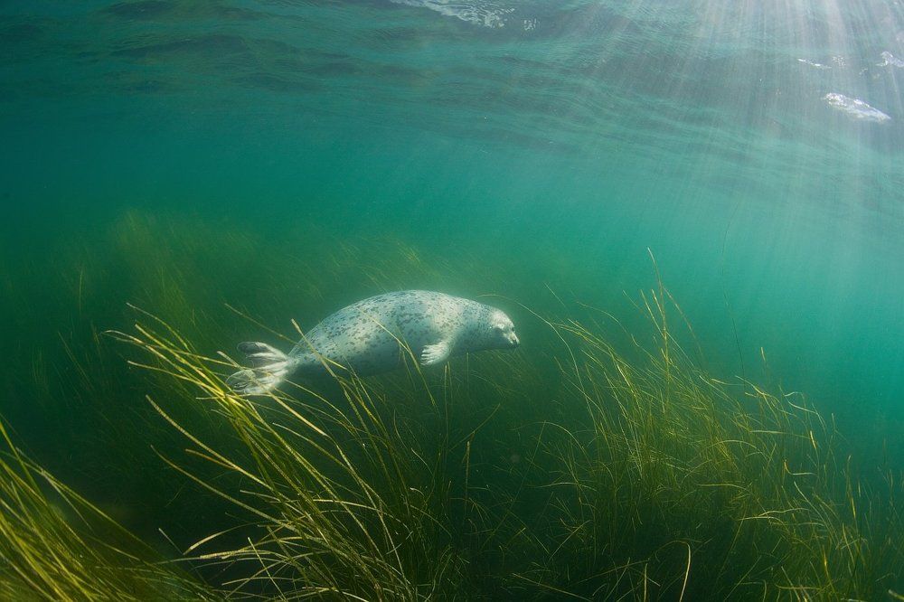 На лугу пасется ...