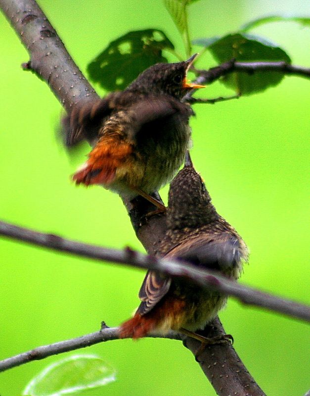 вячеслав, Russia