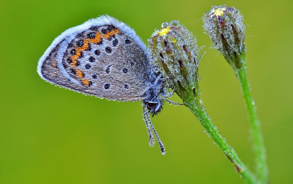 На маракасах :)