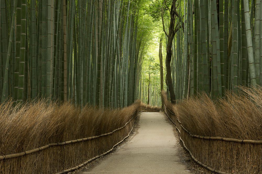 японская роща