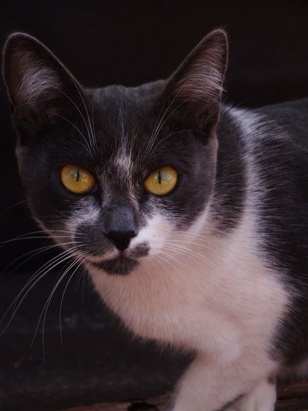 АНДРЕЙ, Russia