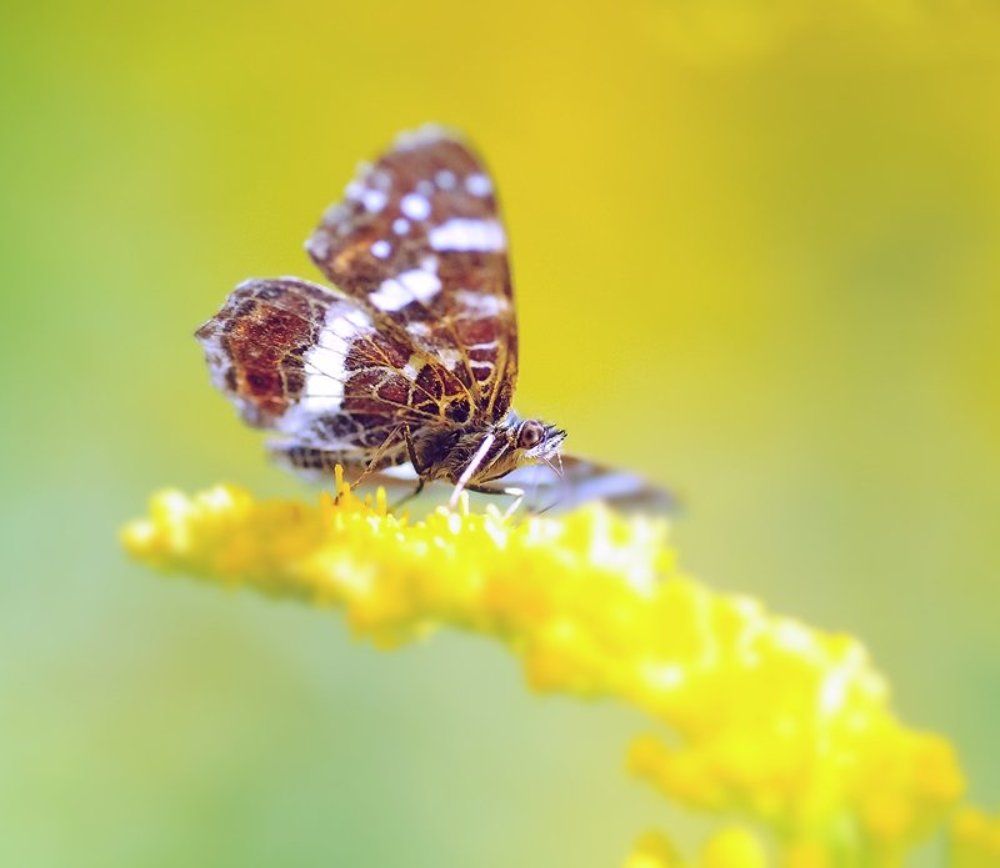 тонкие крылышки