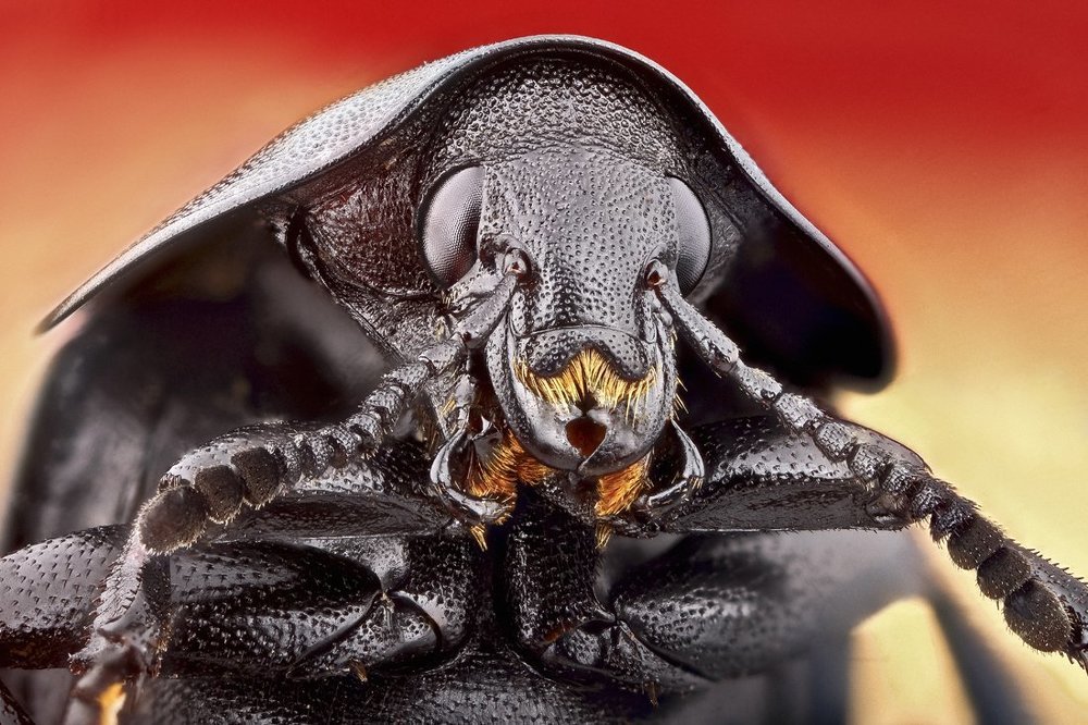 Дарт Вейдер