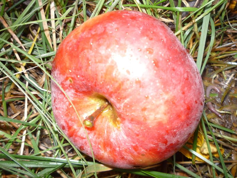 Николай Белов-Аманик, Russia