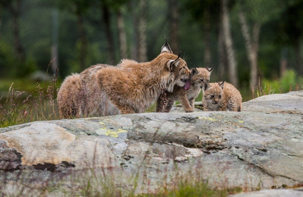 Пушистое семейство