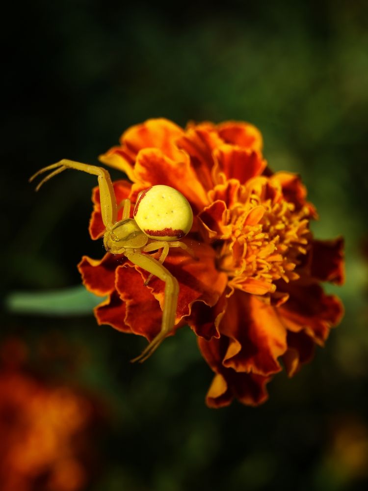 Photograph by Ирина Чувило