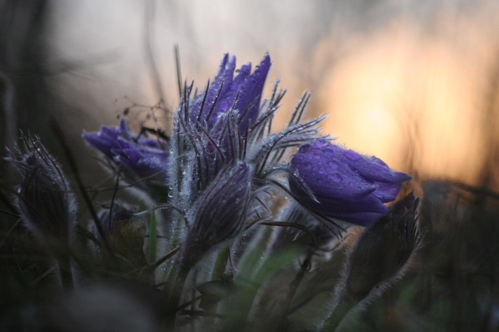 Фотография автора Татьяна Шебаршенко