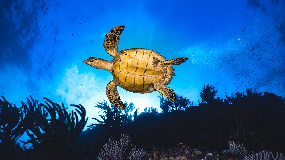 Photograph by Santiago Estrada R