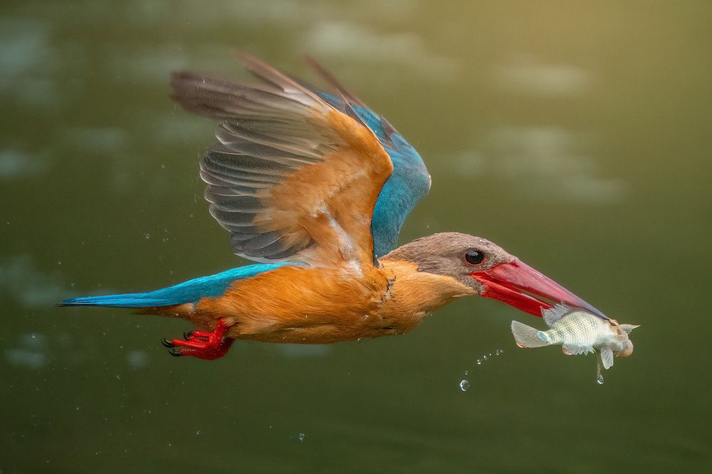 Photograph by Zhi Heng Lee