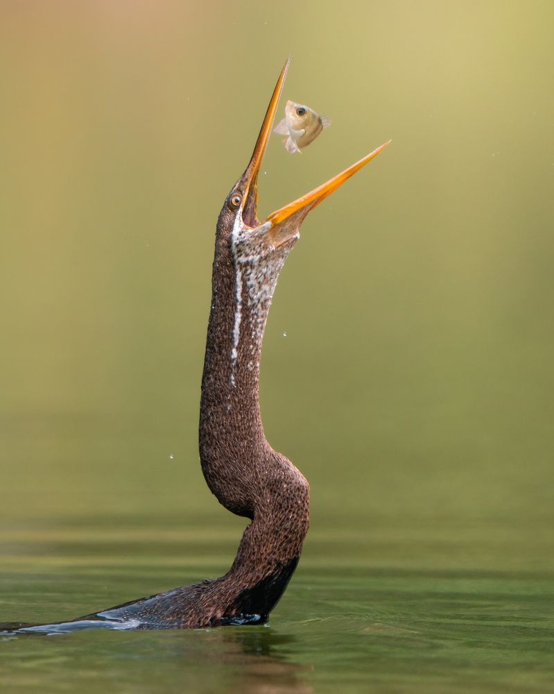 Photograph by Zhi Heng Lee