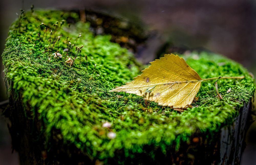 Сердце осени