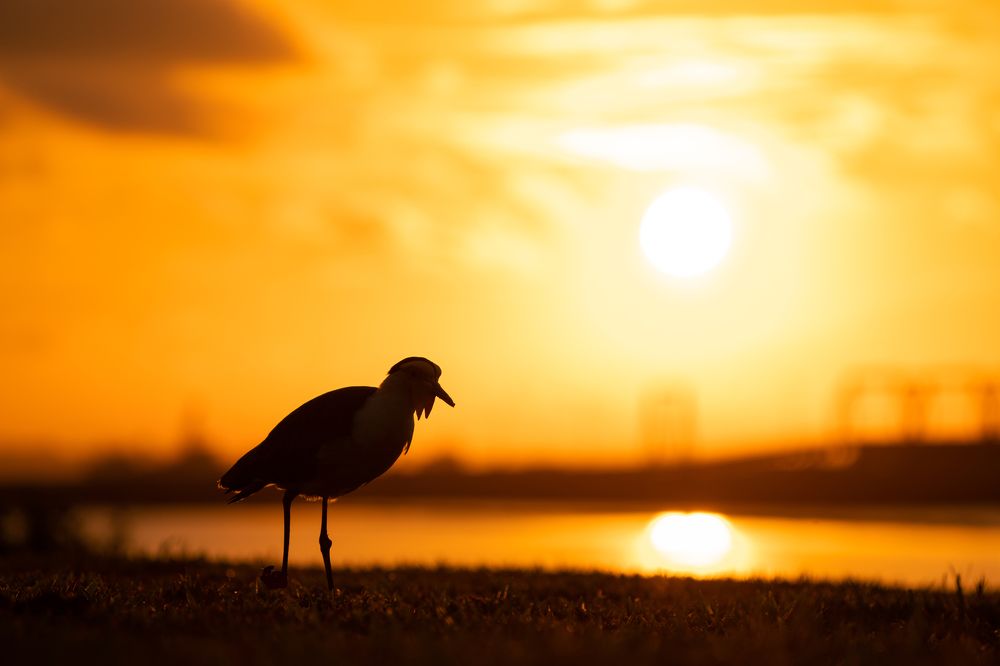 Photograph by Zhi Heng Lee