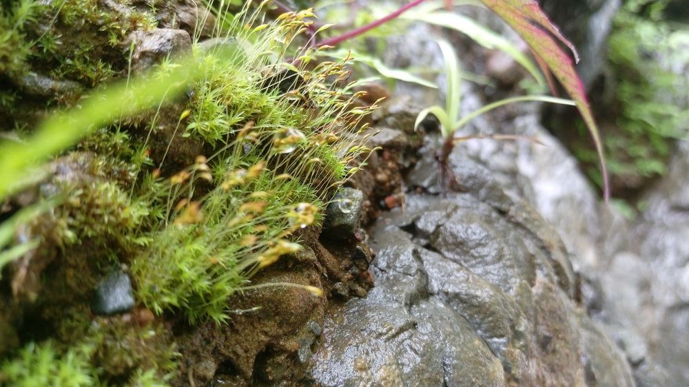 Фотография автора Ganesh Varma