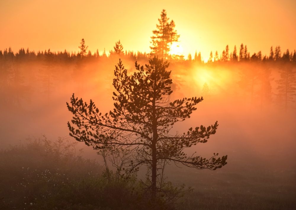 Photograph by smirnova sofya