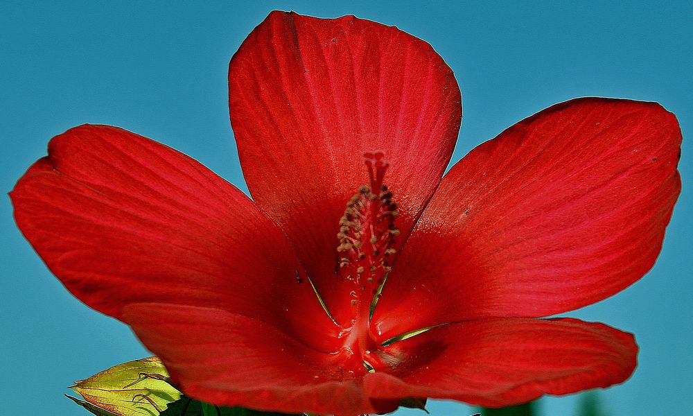 Китайская Роза.