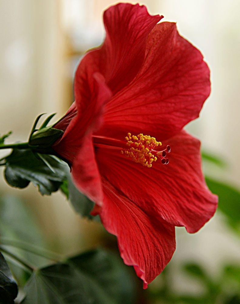 Роза Китайская.