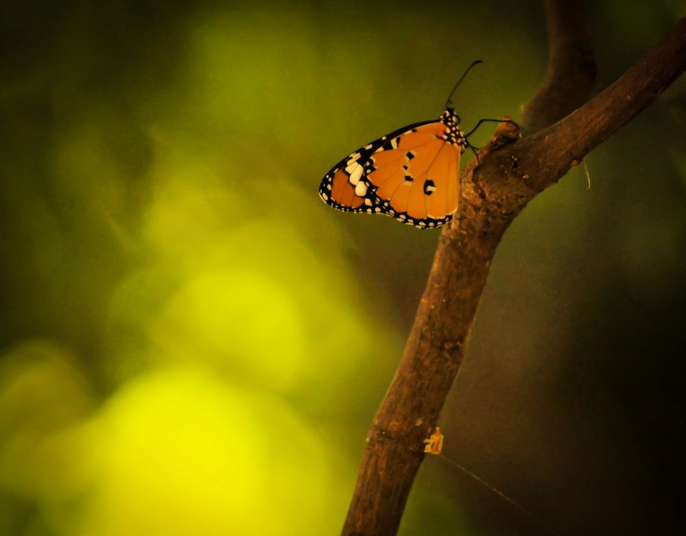 Photograph by SARAVANA MANICKAM