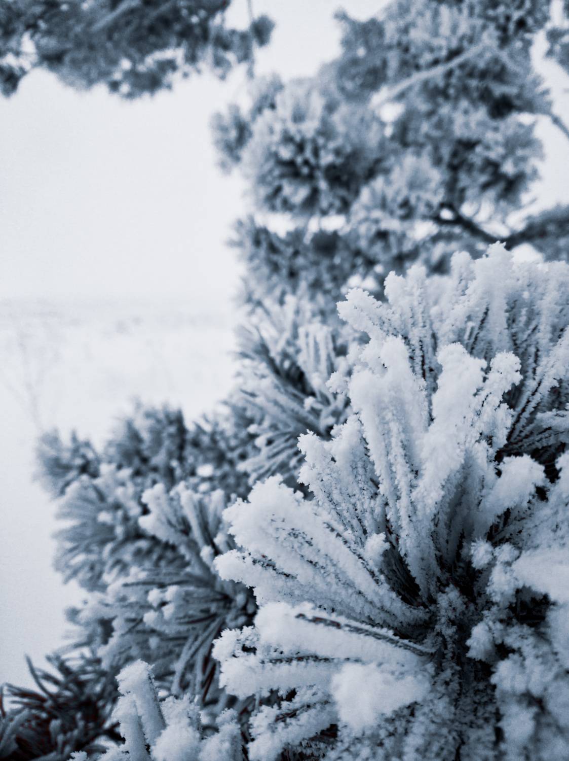 Photo #9500526