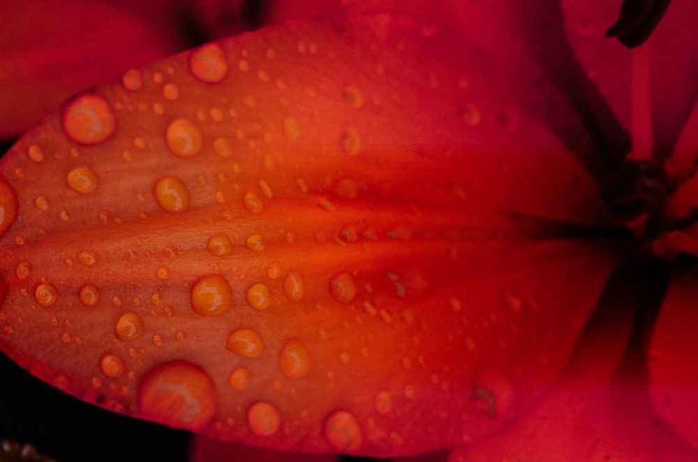 Photograph by Дмитрий Педченко