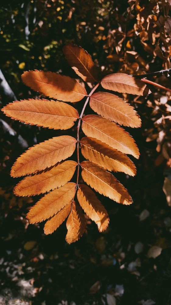 Фотография автора Анна Морозова