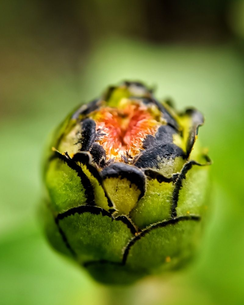 Photograph by Елена Чуб