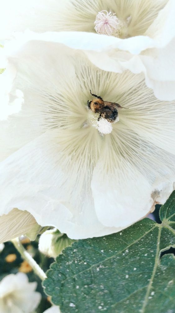 Фотография автора Анна Морозова