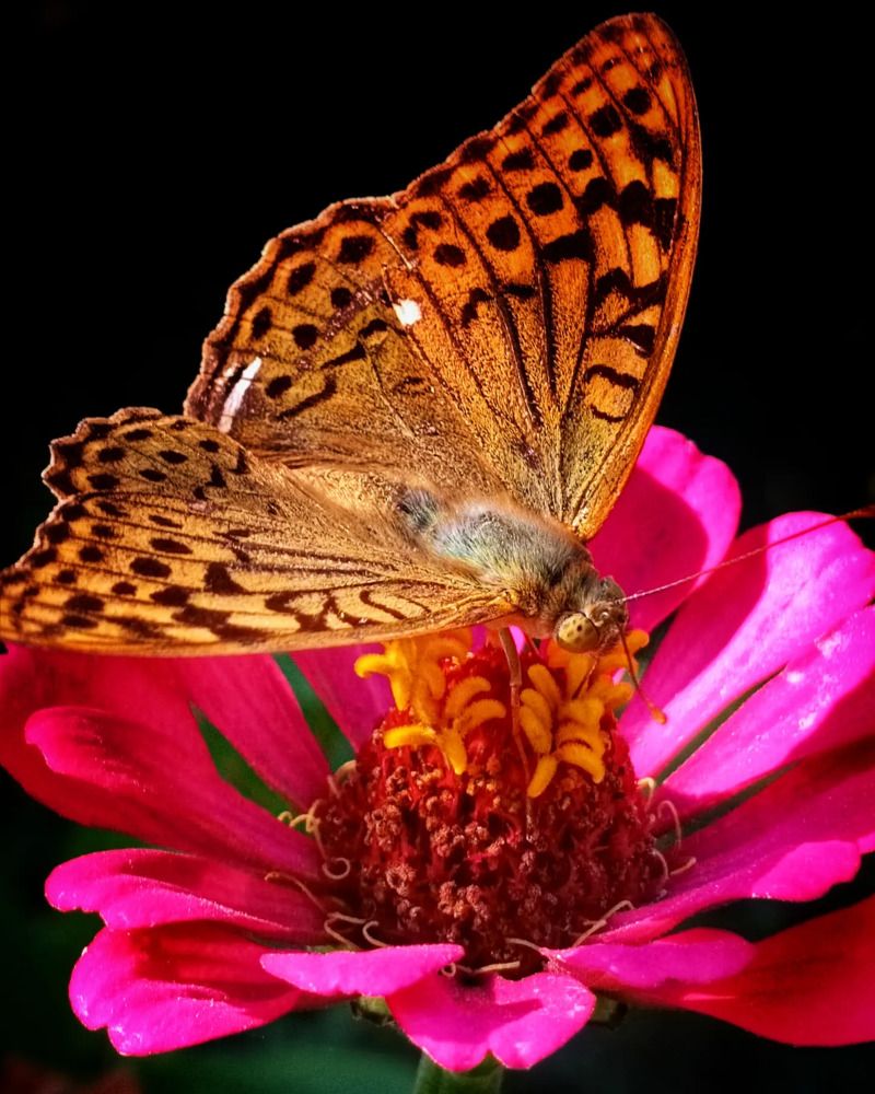 Перламутровка Пандора.