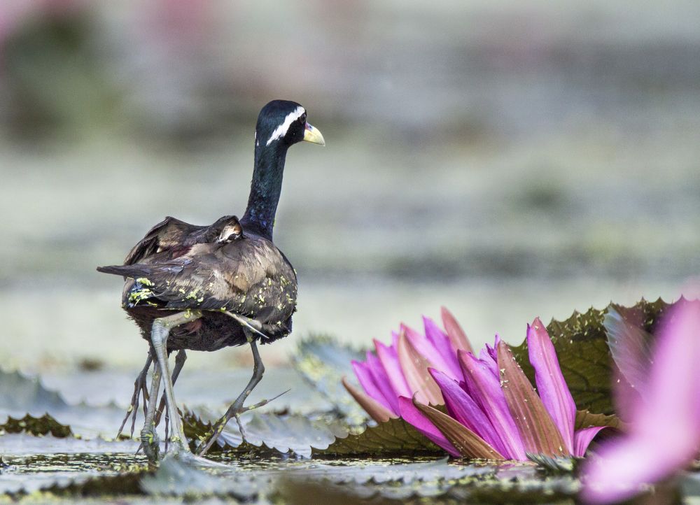 Photograph by Sourendra nath Bandyopadhyay