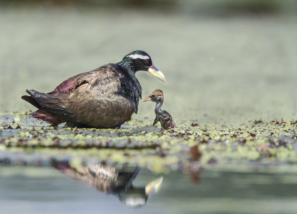 Photograph by Sourendra nath Bandyopadhyay