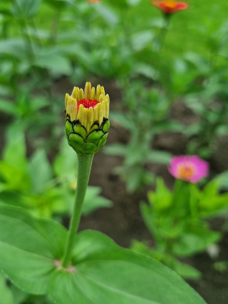 Photograph by Nidhi Singh