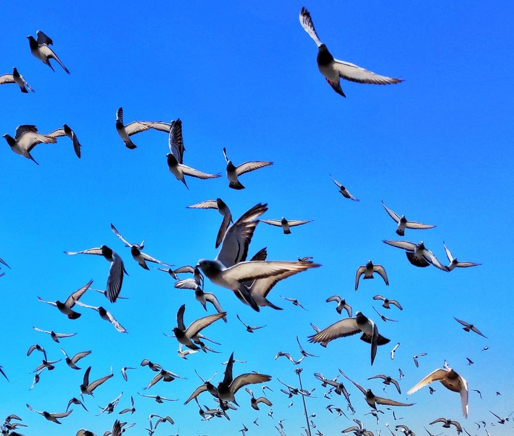 Фотография автора Lubna shaikh