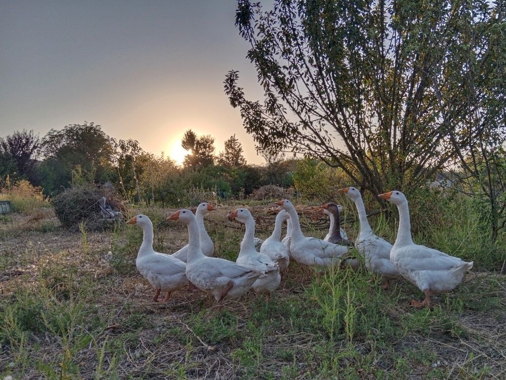 Photograph by Галина Григорьева