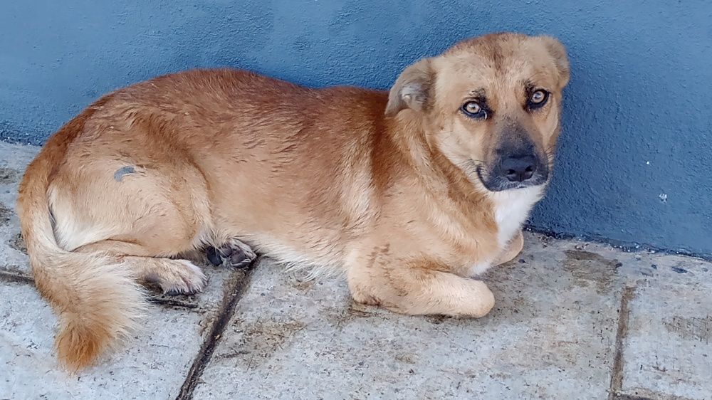 Perro triste