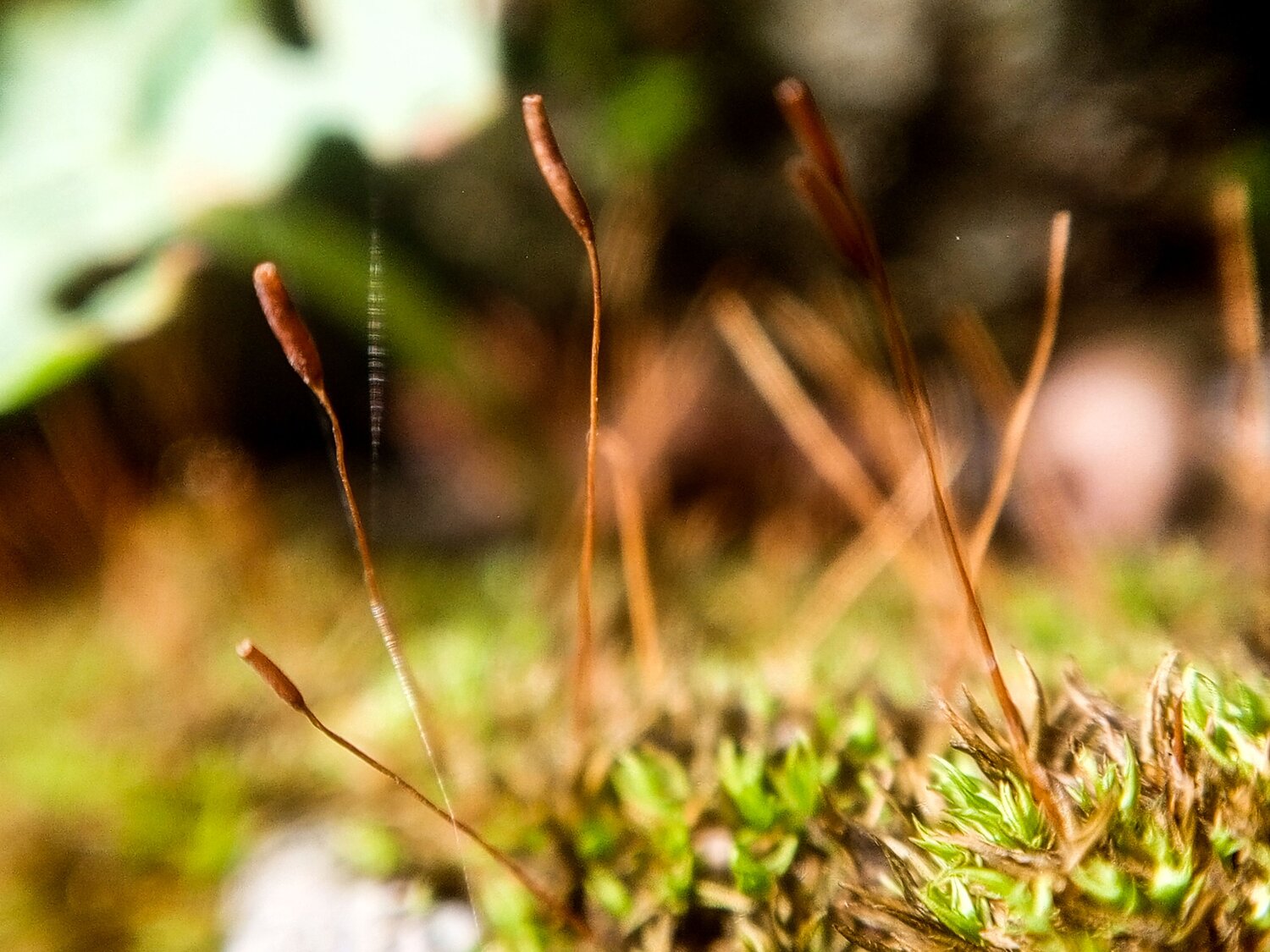Photo #9501098