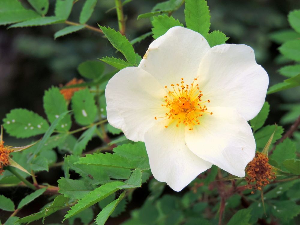 Photograph by Елена Шубочкина