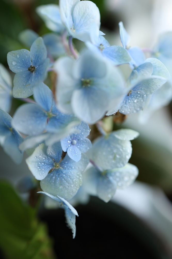 Photograph by Бальзирова Наталья