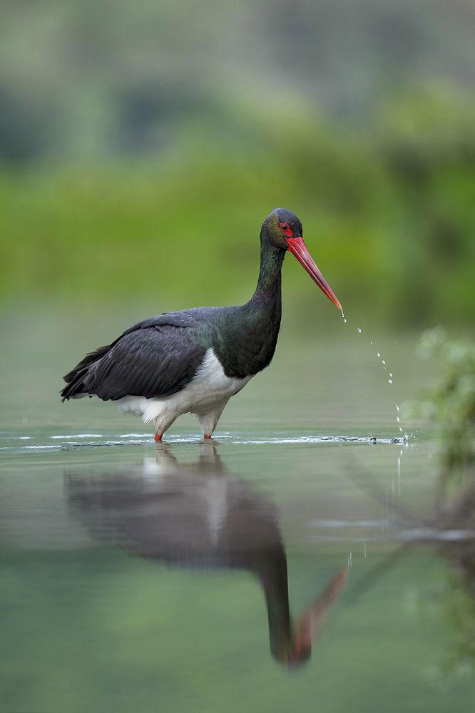 Photograph by Ernestas Balcikonis