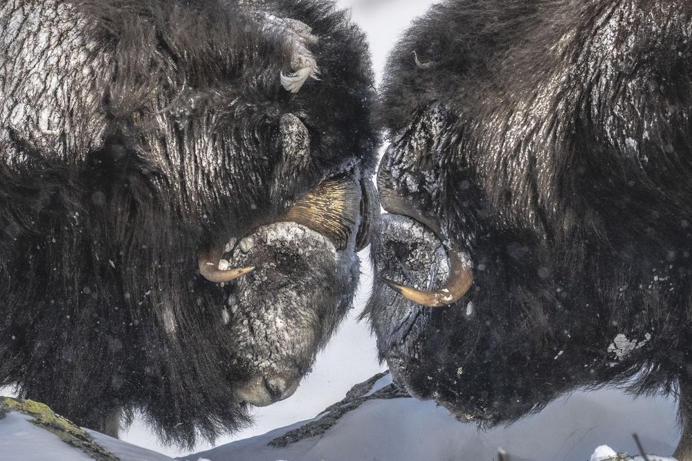 Photograph by Ernestas Balcikonis