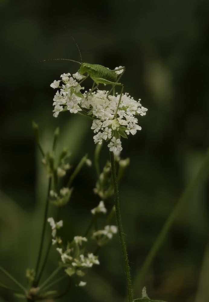 Eating flowers