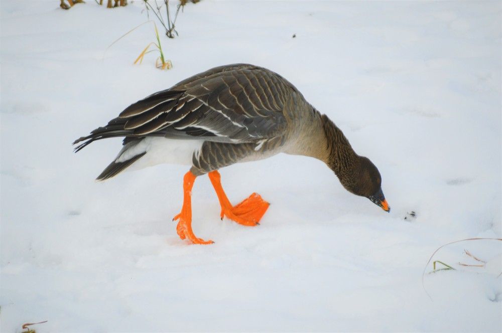 Photograph by Владимир Джерихов