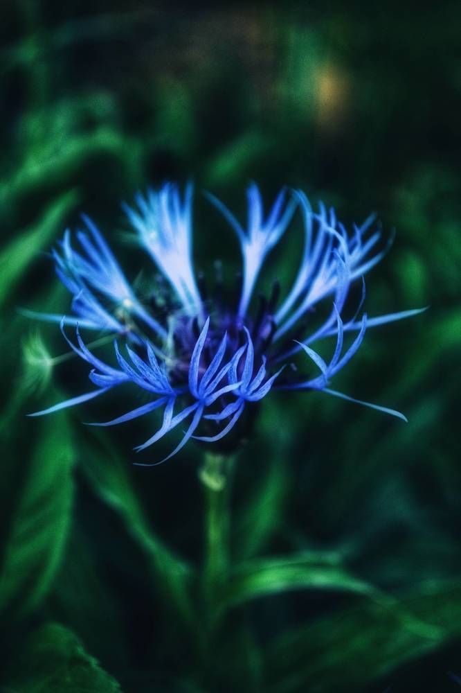 Photograph by Дайана