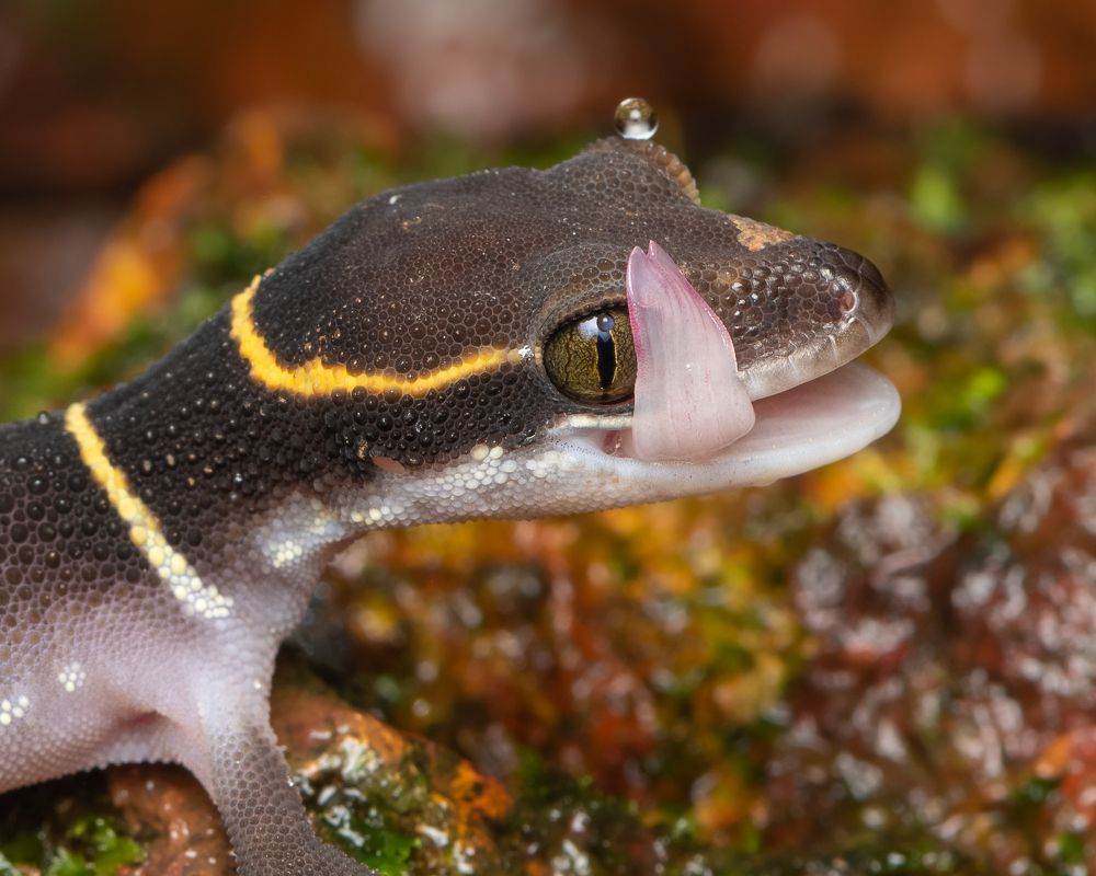 Deccan Banded Gecko - A Hidden Gem