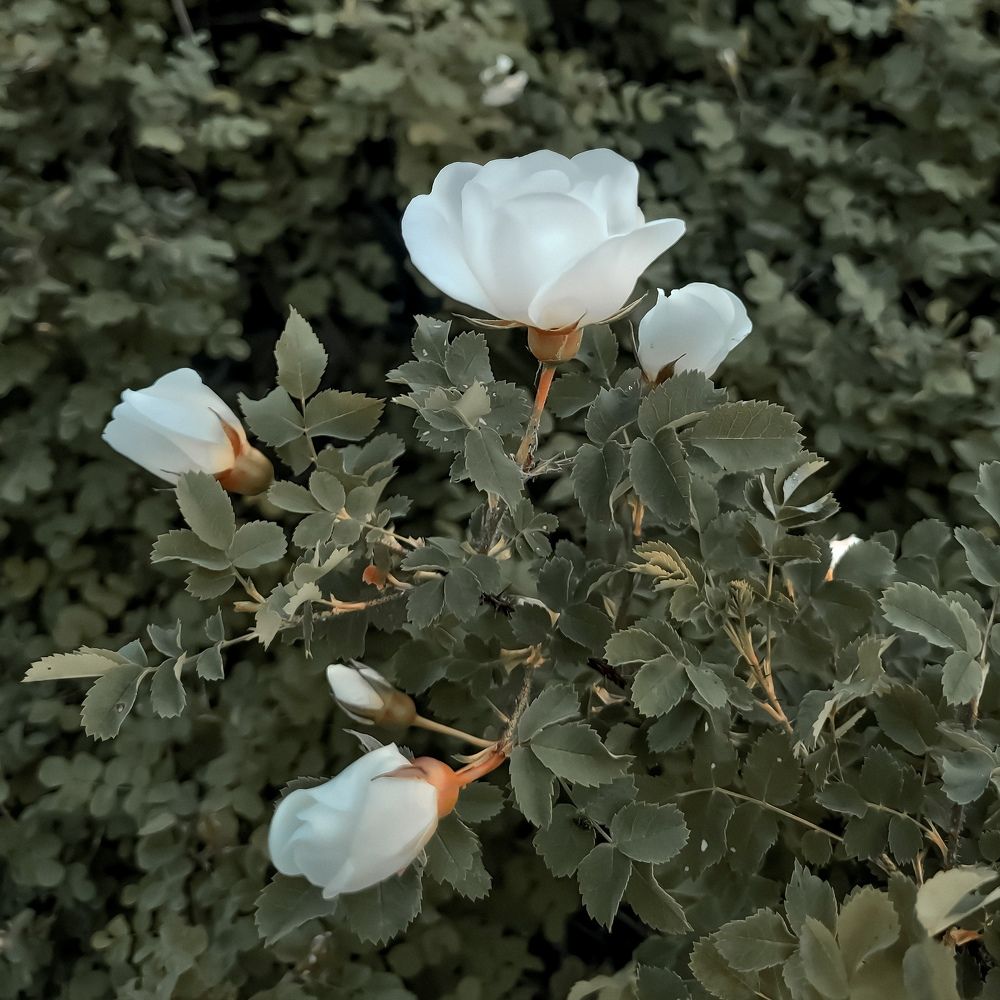 Photograph by Алексей Горин