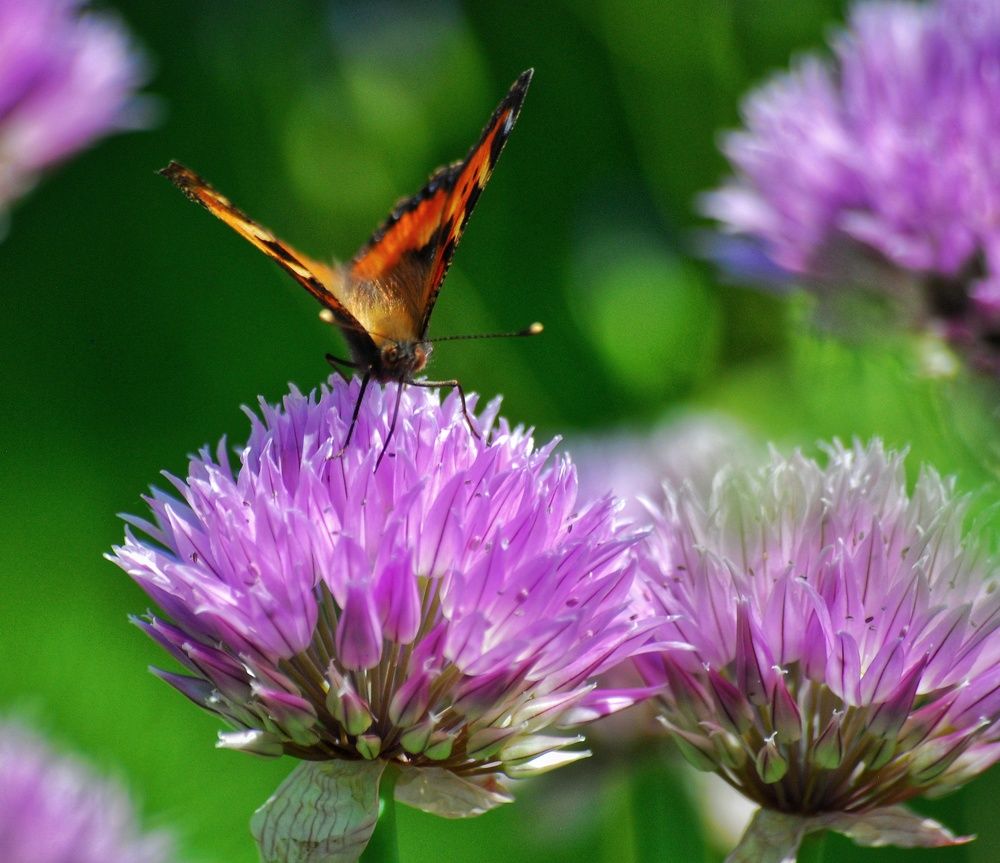 Photograph by Даниил Пузаков