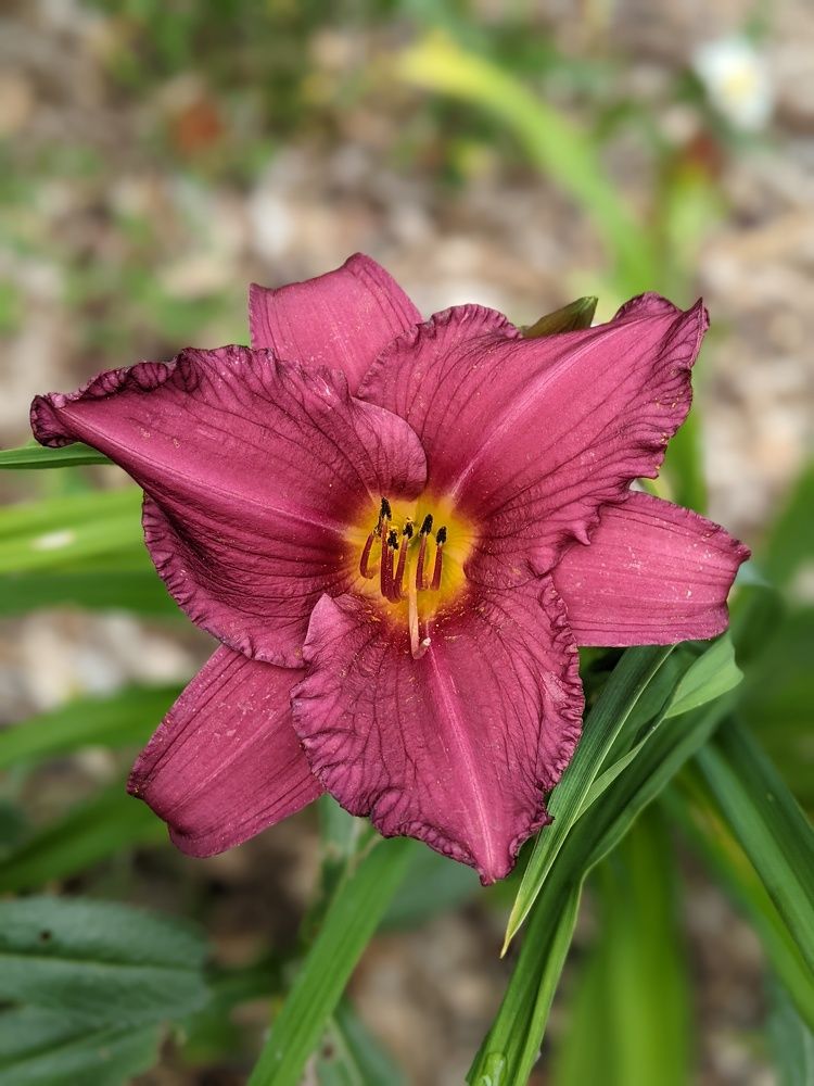 Photograph by Gabriela Meghnini