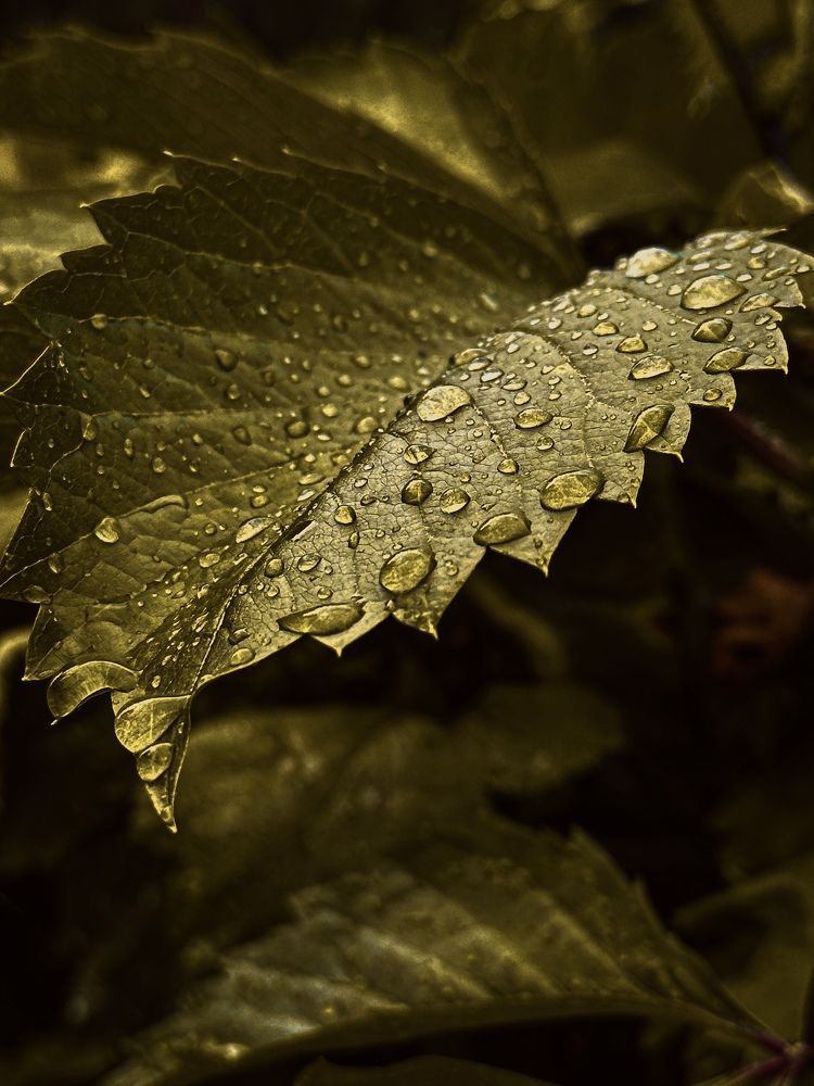 Photograph by Evgenia Privalova