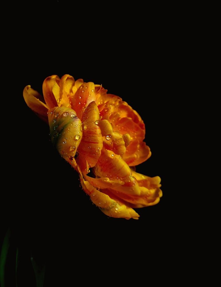 Photograph by Екатерина Савеня